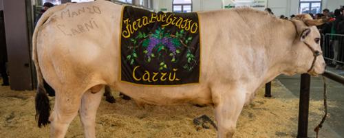 FIERA DEL BUE GRASSO